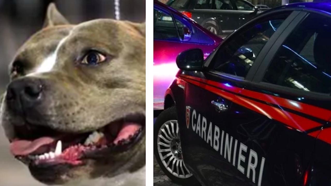 Bimba azzannata da un pitbull in piazza nel Viterbese: trasportata d'urgenza in ospedale