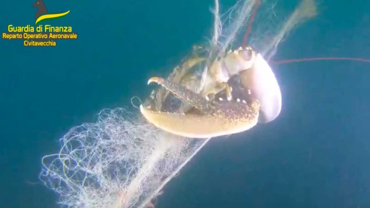 Maxi rete fantasma sul fondale a Civitavecchia: recuperata pericolosa trappola per l’ecosistema