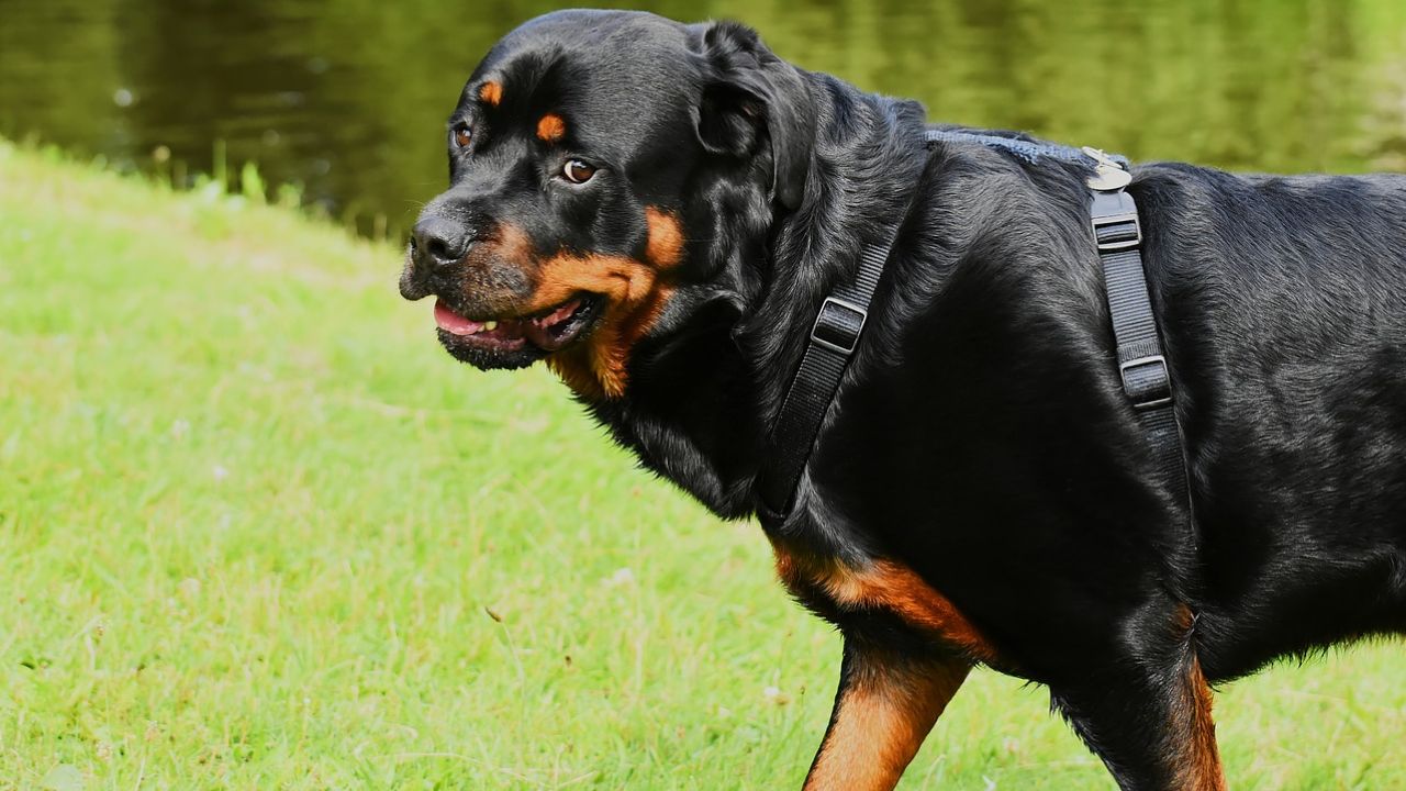 rottweiler paolo pasqualini