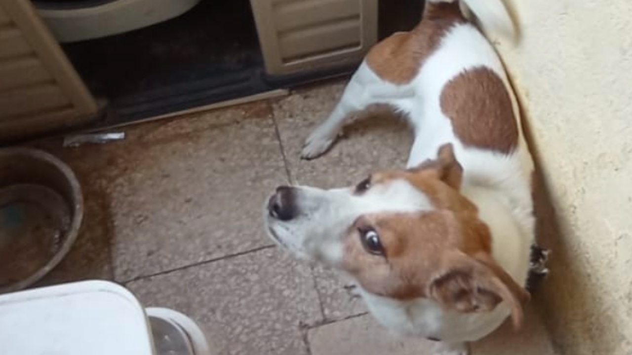 Viveva in un metro quadrato legato giorno e notte: Jack Russell in salvo vicino Roma