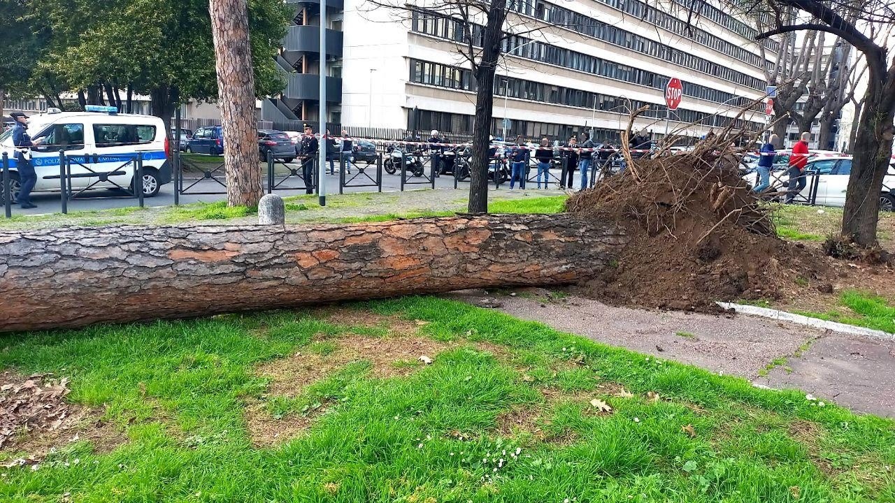 Roma, pino di 15 metri crolla sulle auto all'Eur: era stato verificato a maggio, alberi