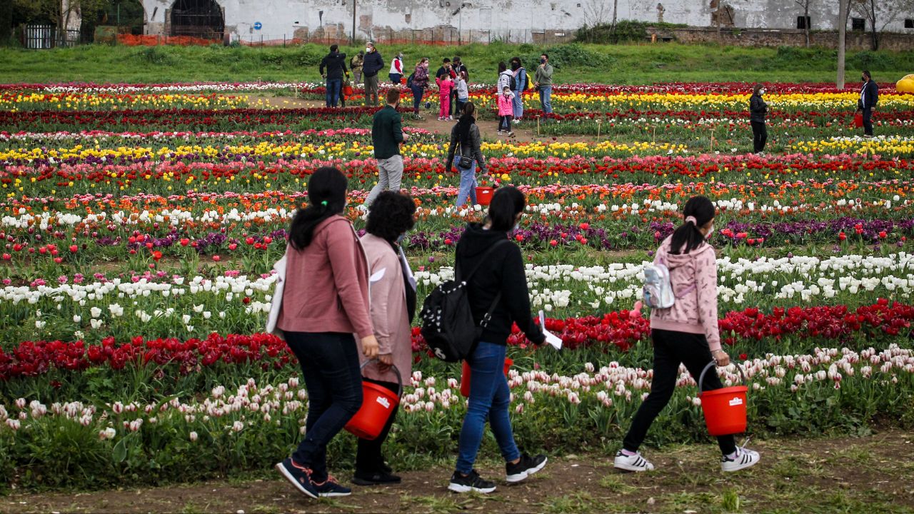 tulipark tulipani roma