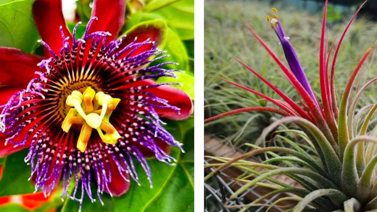 Al Castello di Santa Severa torna 