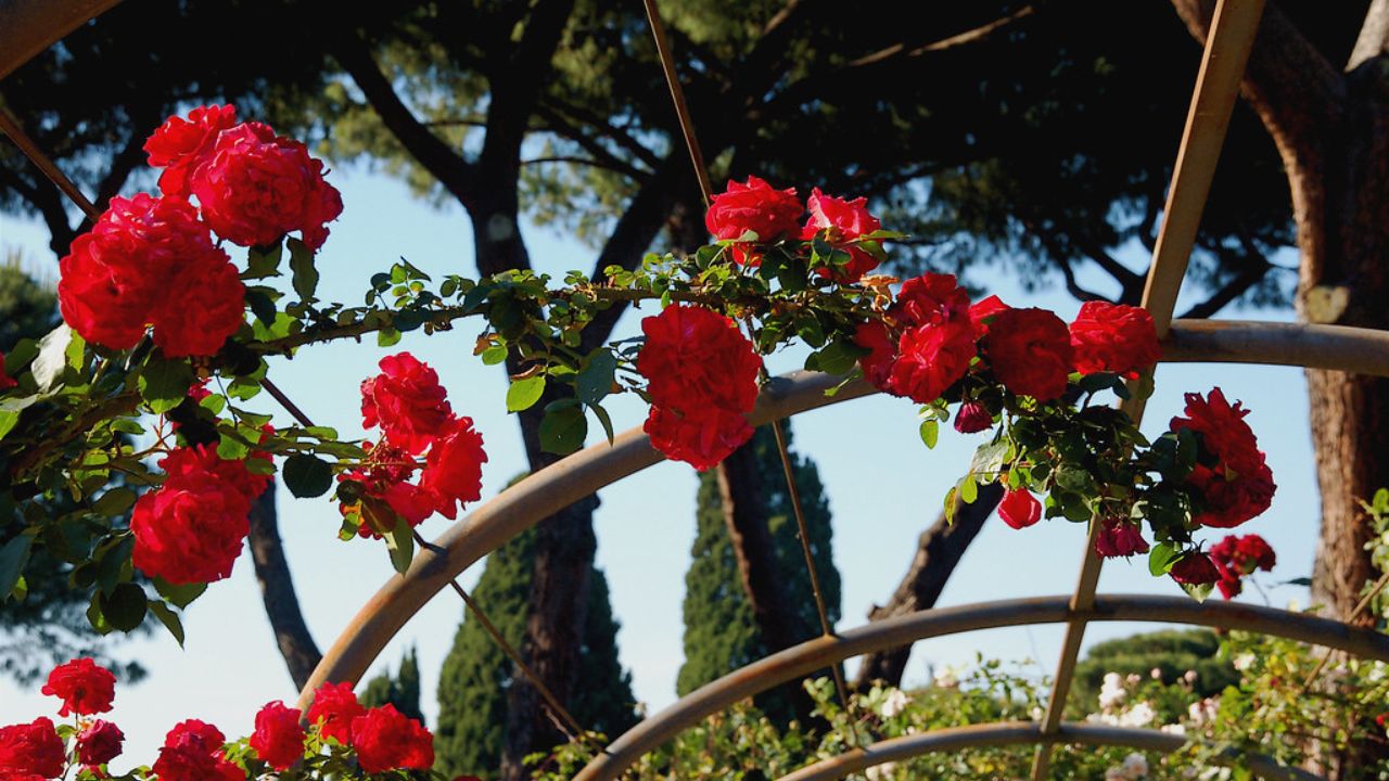 roseto comunale roma