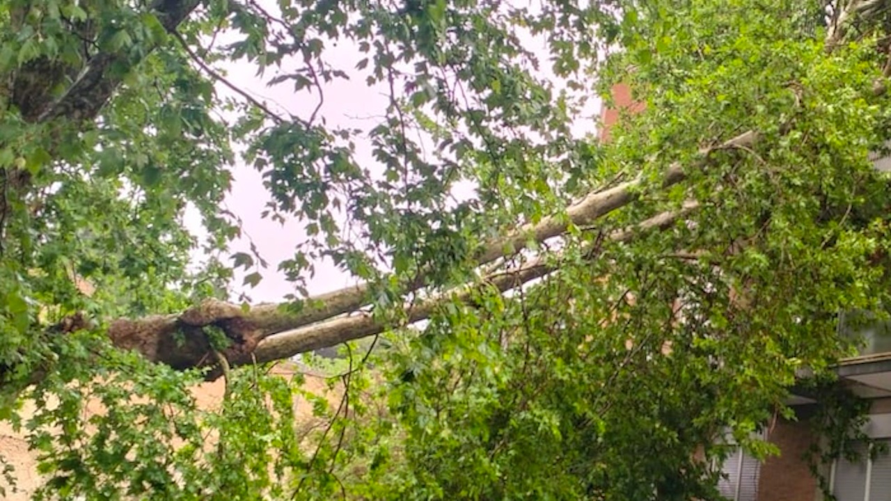 Albero cade su palazzo a Roma: evacuati 3 appartamenti in via Latina