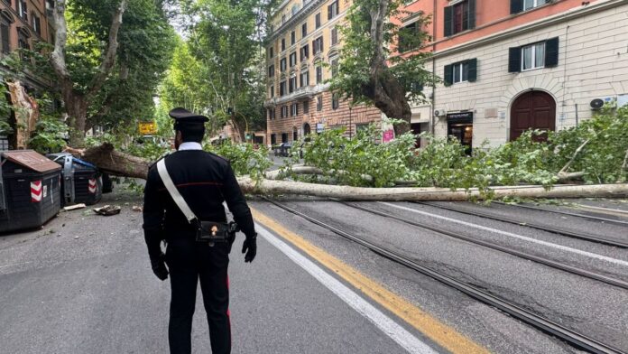 albero crollato platano roma viale regina margherita