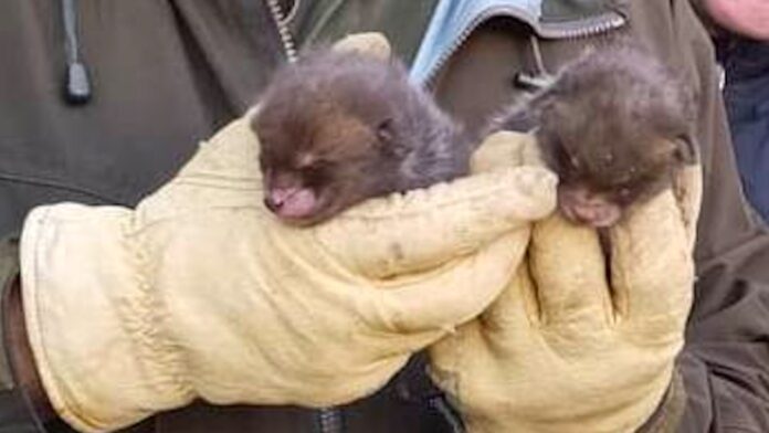 Castelli Romani, cuccioli di volpe in fin di vita salvati nel bosco