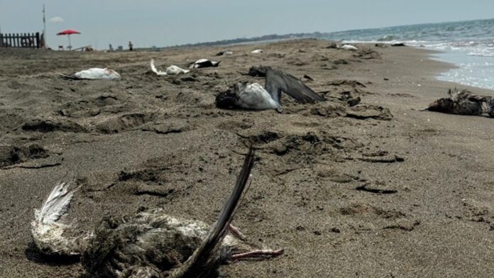 Fiumicino, 95 berte minori trovate morte sul litorale. Lipu: “E’ stato il bycatch”