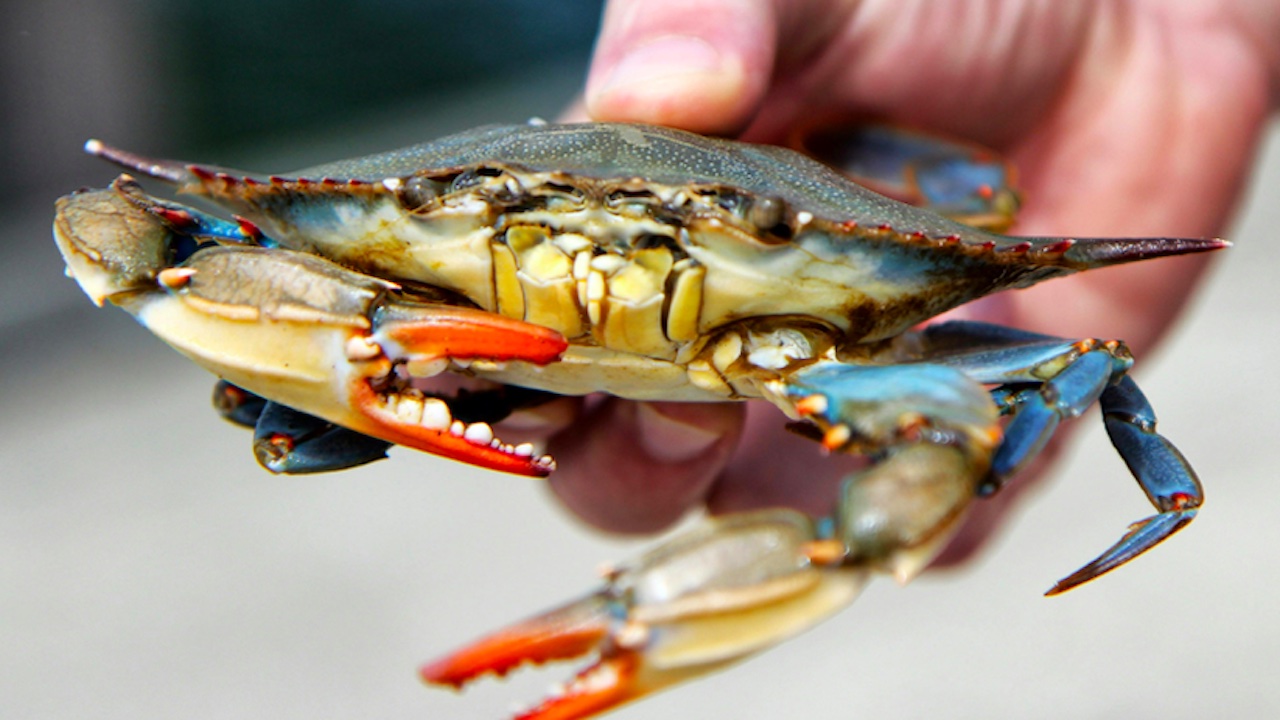 Granchio blu, arriva commissario straordinario: sospese rate mutui per imprese con -20% fatturato