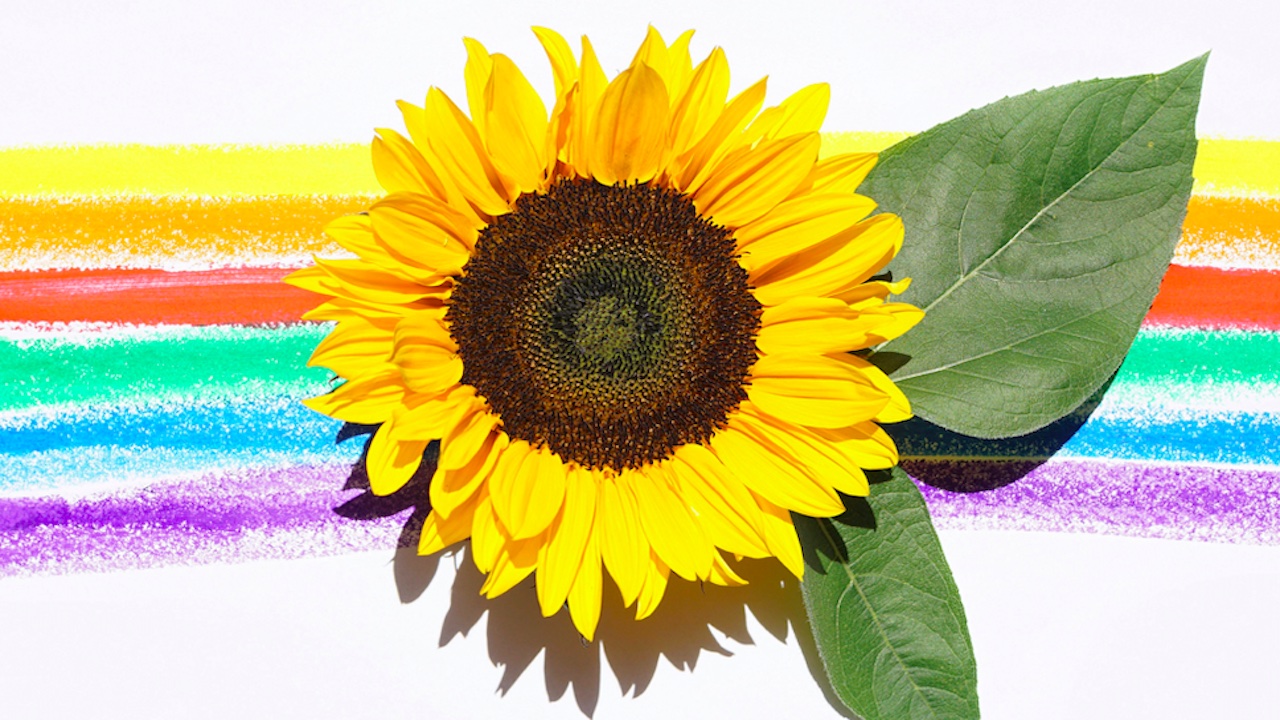 Chiude la Locanda dei Girasoli, Campidoglio al lavoro per trovare un nuovo locale